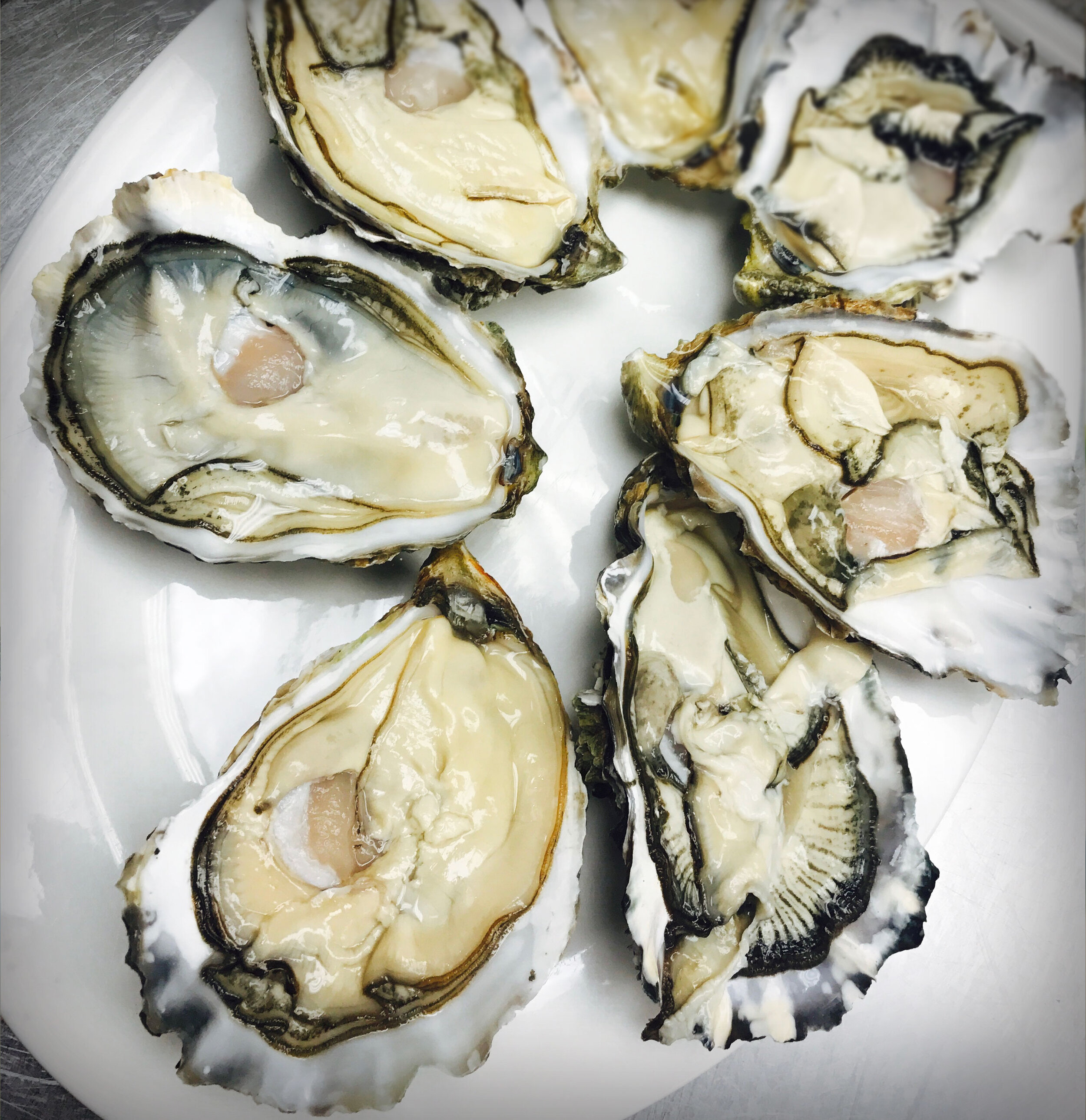 Jade-Court-Live-Oyster.jpg